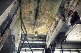 Why You Should Choose Our Mold Remediation Services in Manchester, GA